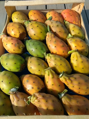 Prickly Pears (Opuntia)