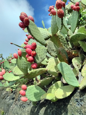 Prickly pears growing wild