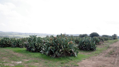 Prickly Pear plants on Francesco's azzenda